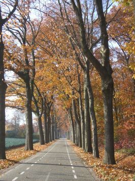 Griendtsveen : Lavendellan, Herbstimpressionen